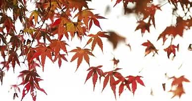 秋天唯美落叶氛围视频的预览图